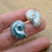 Ammonite Shell Ceramic Beads ~27:23mm Oasis Green color, 1 piece