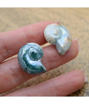 Ammonite Shell Ceramic Beads ~27:23mm Oasis Green color, 1 piece