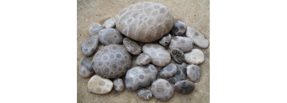 Окаменелый коралл или камень Петоски