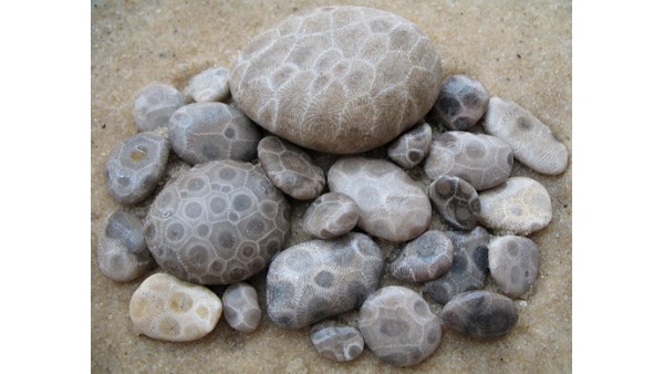 Окаменелый коралл или камень Петоски