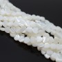 Natural Trochus Shell Beads Strands Heart ~6mm, white color