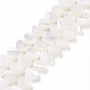 Natural Trochus Shell Beads Strands Heart ~8mm, white color