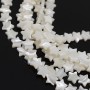 Star bead ~10mm white mother-of-pearl