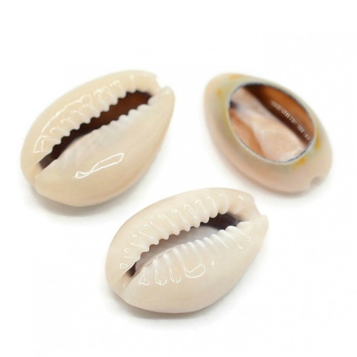 Cowrie shell natural sawn 13~16 : 8~10mm, 10 pieces