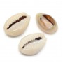 Cowrie shell natural sawn 13~16 : 8~10mm, 10 pieces