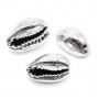 Natural cowrie shell 14~16 : 8~9mm, platinum color