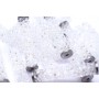 5950 Fine Rock Tube Crystal Moonlight(001 MOL) 30мм, Steel